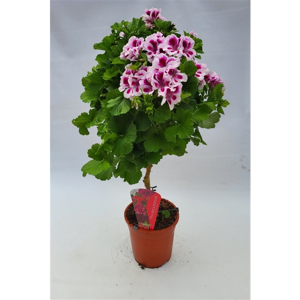 Pelargonium Grandiflorum op stam wit/roze