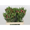 Alstroemeria Selection Hot Pink