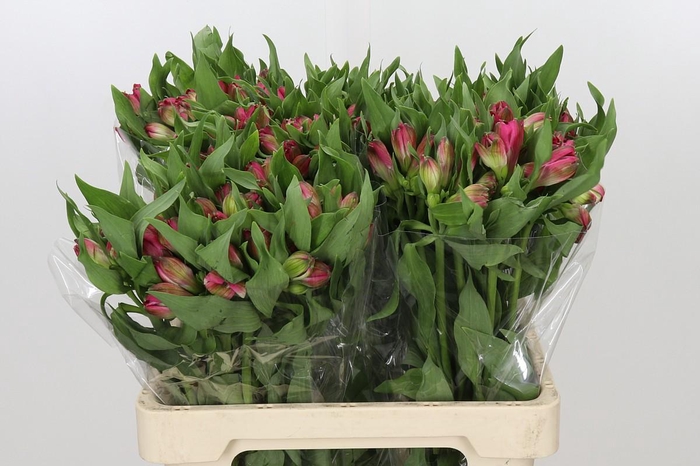 <h4>Alstroemeria Selection Hot Pink</h4>