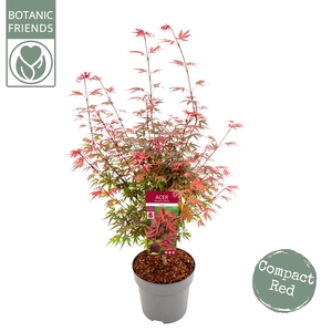 Acer palm. 'Shaina'