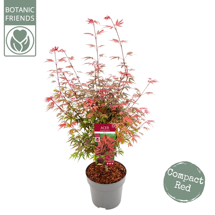 <h4>Acer palm. 'Shaina'</h4>