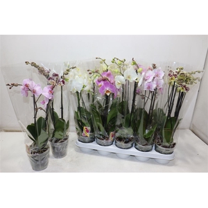 Phal Gem
