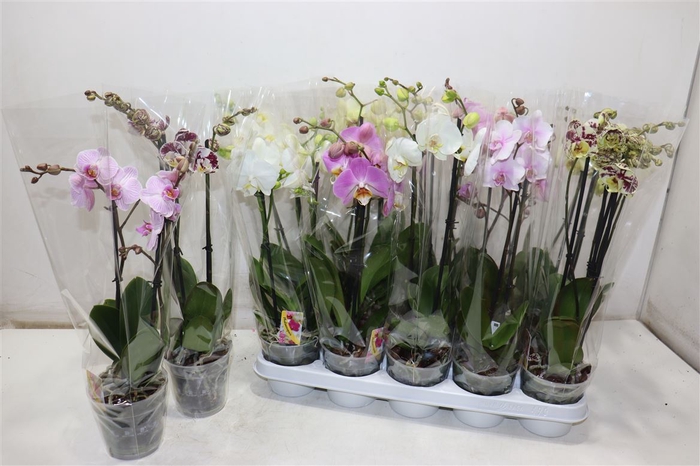 Phal Gem