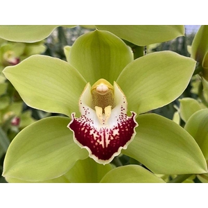 CYMB T GREEN VALLEY Decorum 80cm.