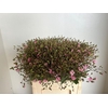 Saponaria Pink