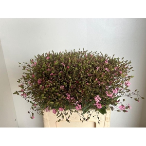 Saponaria Ov