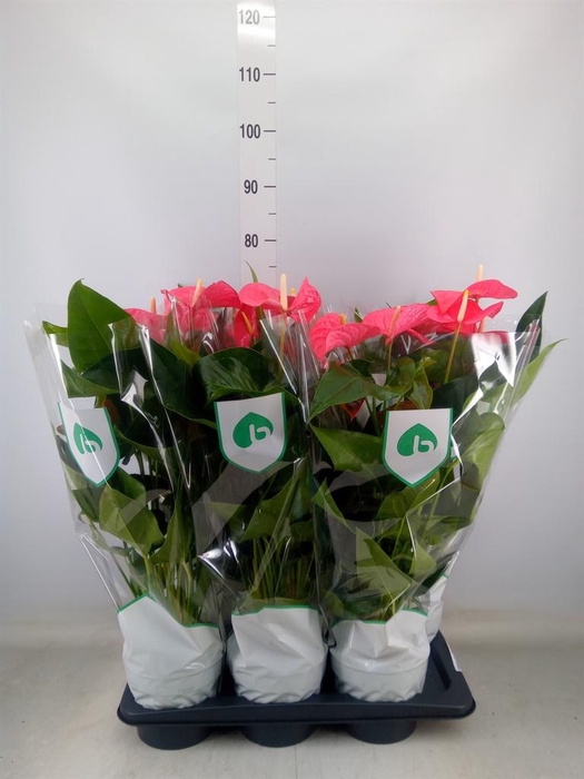 <h4>Anthurium andr. 'Maine'</h4>