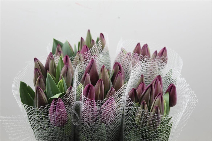 <h4>Tu Fr En St-tropez</h4>