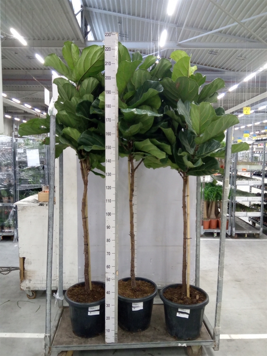 <h4>Ficus lyrata</h4>