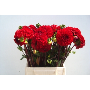 DAHL RED CAP