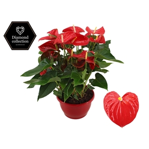 Anthurium 25 cm Esudo in Marly plastic scale