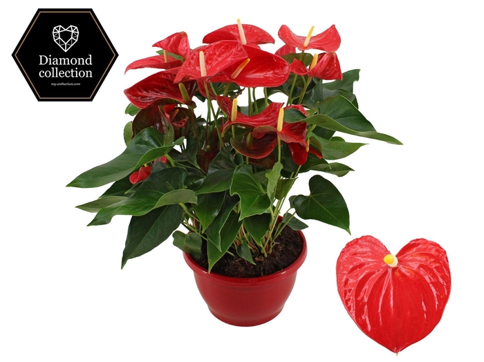<h4>Anthurium 25 cm Esudo in Marly plastic scale</h4>