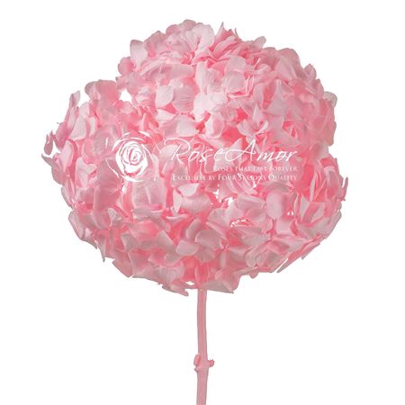 Pr 2.1 Hydrangea Xl Pin99