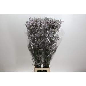 Anigozanthos 'Lilac Queen'