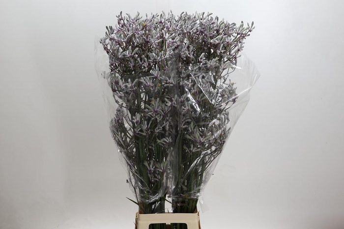 <h4>Anigozanthos 'Lilac Queen'</h4>