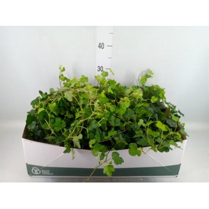 Hedera helix 'Wonder'