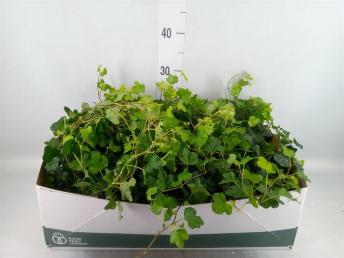 <h4>Hedera helix 'Wonder'</h4>