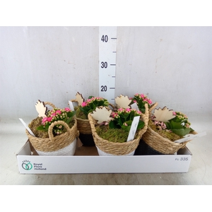 Arr.   Planten L%