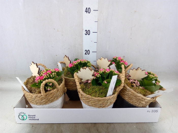 <h4>Arr.   Planten L%</h4>