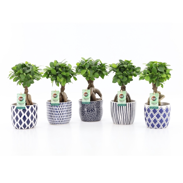 <h4>Ficus micr. Ginseng in Delft-Blue Keramiek</h4>