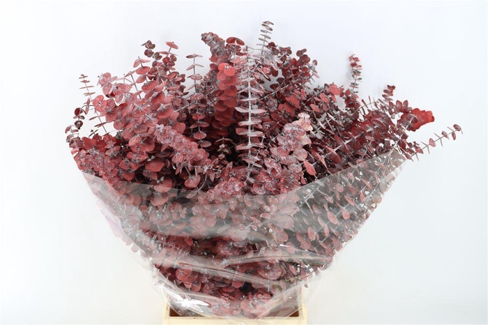 <h4>Pres Baby Blue Red P Bunch</h4>