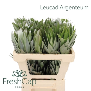 Leucad Argenteum