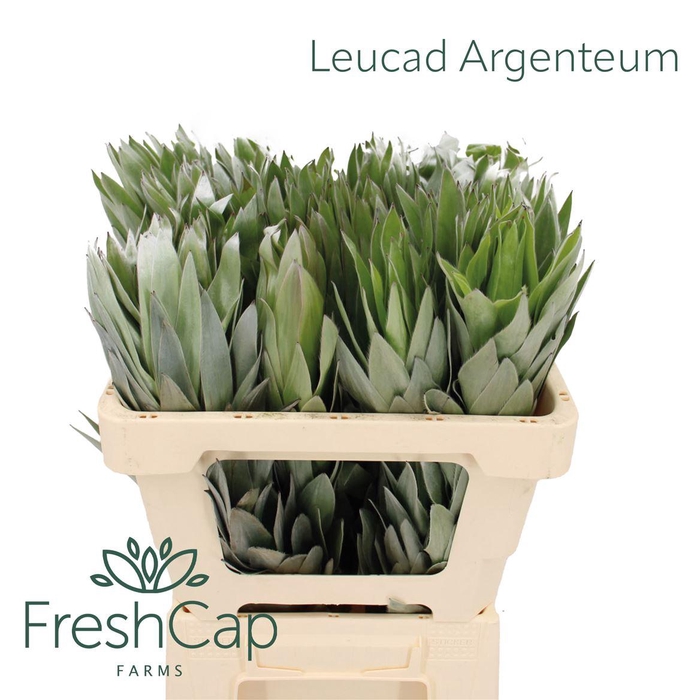 <h4>Leucadendron overig</h4>