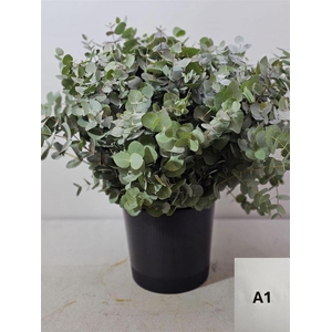 Euca Cinerea 65 Cm P Stem