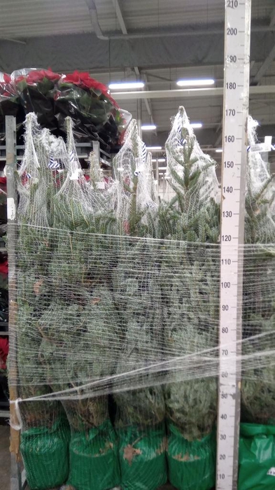 <h4>Abies fraseri</h4>