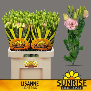 EUS G LISANNE L PINK