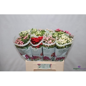 Bouvardia Mix Bucket