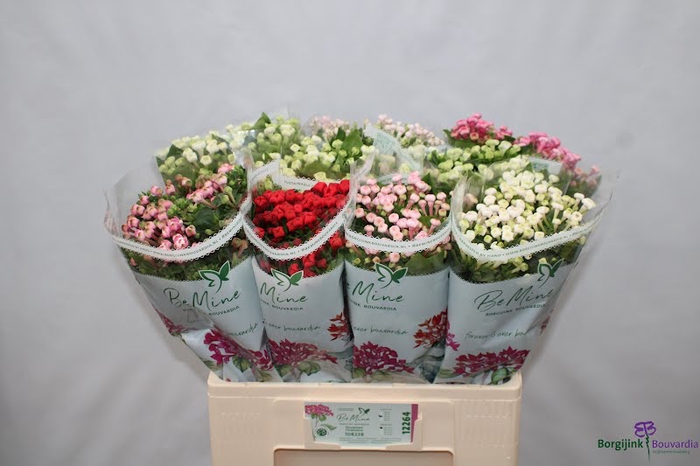 Bouvardia Mix Bucket