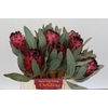 Protea Barbigera Ruby Princess