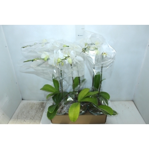 PHALAENOPSIS P15 BRANCO MIN 5 FLS