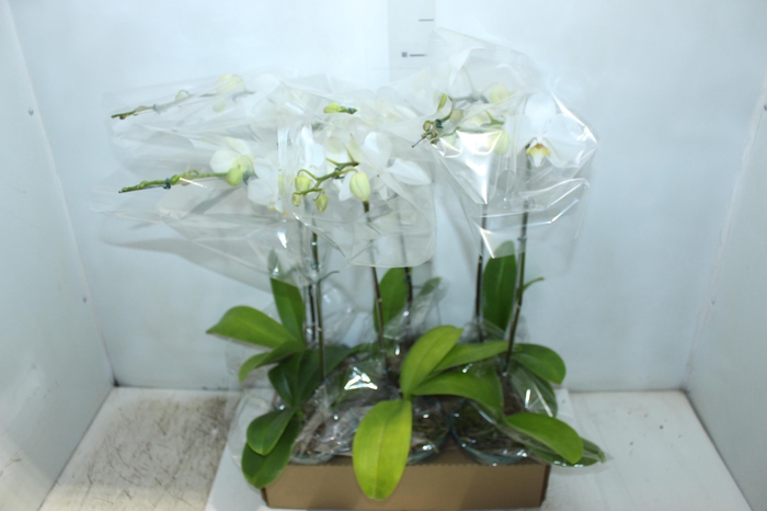 PHALAENOPSIS P15 BRANCO MIN 5 FLS