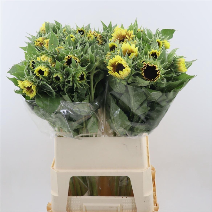 <h4>Helianthus Ziggy</h4>