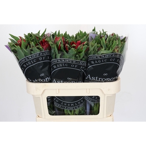 Alstroemeria Astronova Rigel