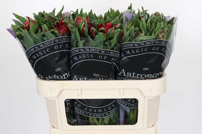 Alstroemeria Astronova Rigel