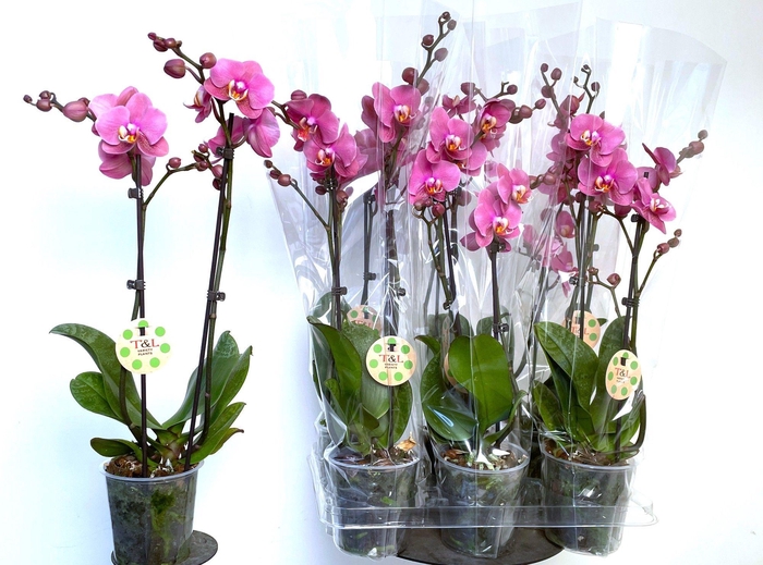 <h4>PHAL OV ROZE</h4>