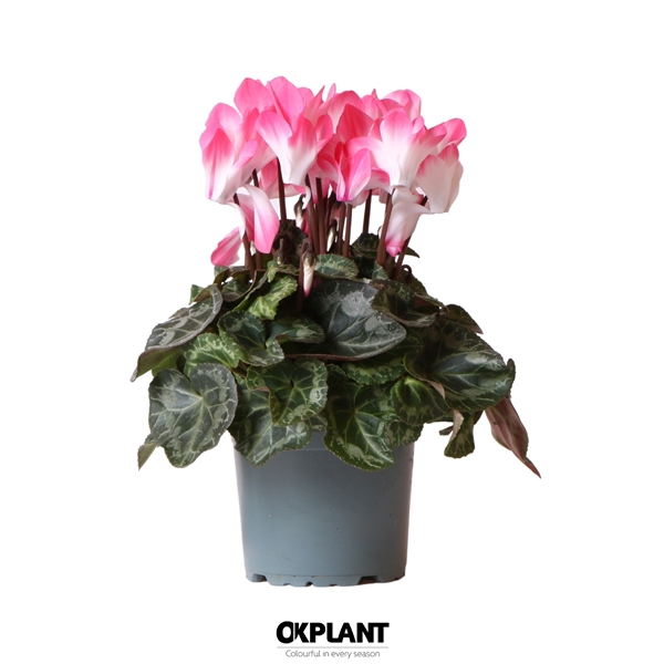 <h4>Cyclamen Indiaka salmon</h4>