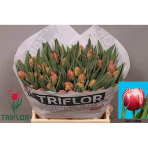 Tulipa do columbus