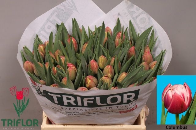<h4>Tulipa do columbus</h4>
