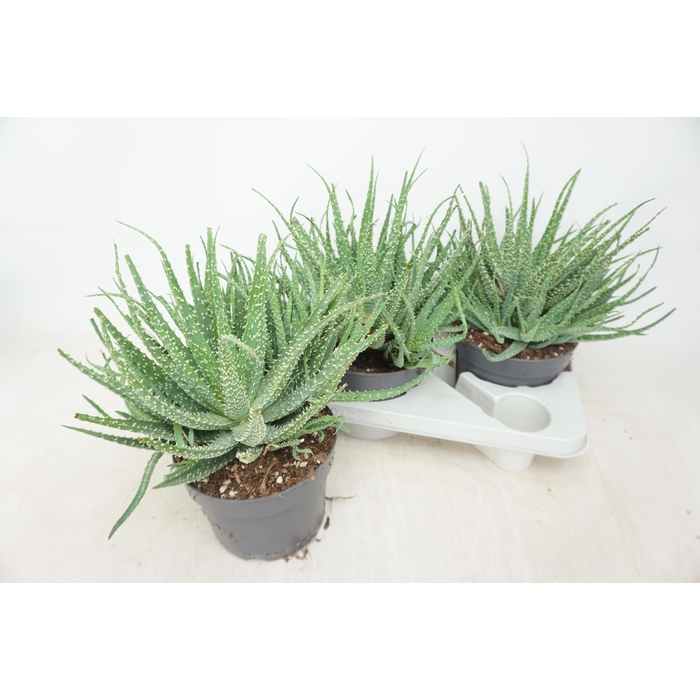 <h4>ALOE HUMILIS</h4>