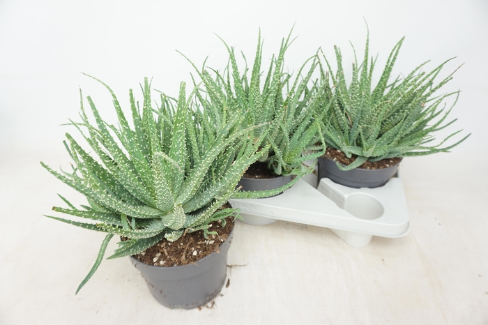 <h4>ALOE HUMILIS</h4>
