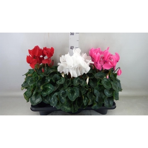 Cyclamen GR 'Mammoth'