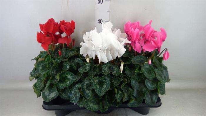 <h4>Cyclamen GR 'Mammoth'</h4>