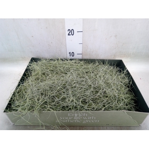 Tillandsia usneoides