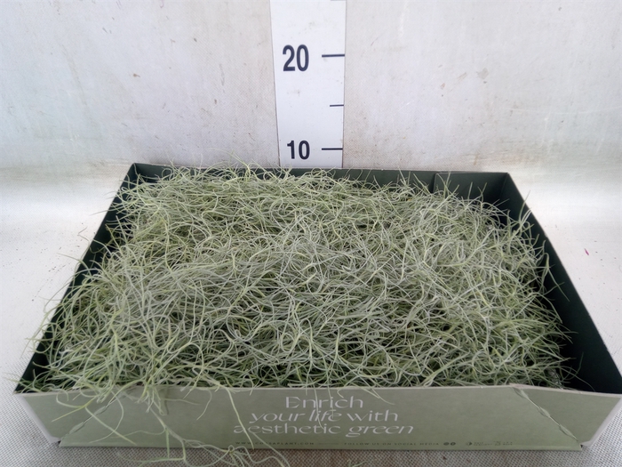 <h4>Tillandsia usneoides</h4>