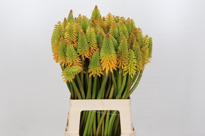 Kniphofia Eycone Peach