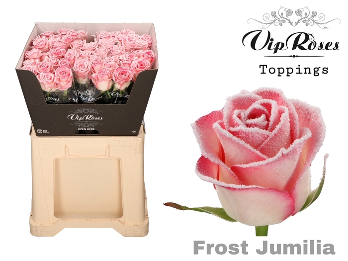 <h4>R Gr Vip Frost Jumilia</h4>